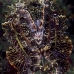 cuttlefish_reef_bo_mb_v_0049_png2154.jpg